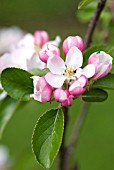 MALUS DOMESTICA JAMES GRIEVE APPLE BLOSSOM