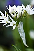 ALLIUM URSINUM RAMSONS WILD GARLIC