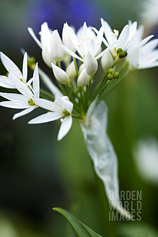 ALLIUM_URSINUM_RAMSONS_WILD_GARLIC