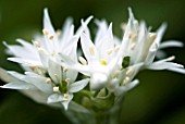 ALLIUM URSINUM RAMSONS WILD GARLIC