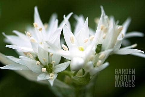 ALLIUM_URSINUM_RAMSONS_WILD_GARLIC