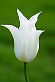 TULIPA WHITE TRIUMPHATOR