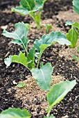 OATMEAL USED AS A SLUG DETERRENT AROUND BRASSICAS