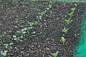 BRASSICAS GROWING PROTECTED AGAINST BIRDS BY NYLON NETTING