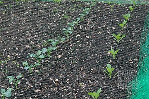 BRASSICAS_GROWING_PROTECTED_AGAINST_BIRDS_BY_NYLON_NETTING