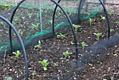 BRASSICAS GROWING PROTECTED AGAINST BIRDS BY NYLON NETTING