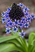 SCILLA PERUVIANA