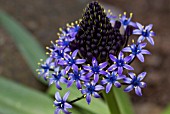 SCILLA PERUVIANA