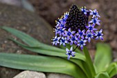 SCILLA PERUVIANA