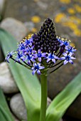 SCILLA PERUVIANA