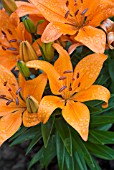 LILIUM ASIATIC HYBRID ORANGE PIXIE