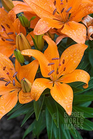 LILIUM_ASIATIC_HYBRID_ORANGE_PIXIE