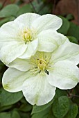 CLEMATIS GUERNSEY CREAM