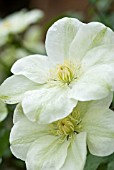 CLEMATIS GUERNSEY CREAM