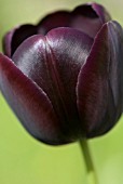 TULIPA QUEEN OF NIGHT TULIP