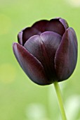 TULIPA QUEEN OF NIGHT TULIP