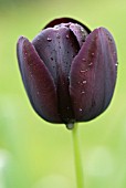 TULIPA QUEEN OF NIGHT TULIP