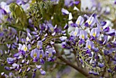 WISTERIA FLORIBUNDA DOMINO