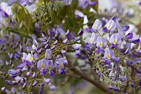 WISTERIA_FLORIBUNDA_DOMINO