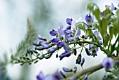 WISTERIA FLORIBUNDA DOMINO