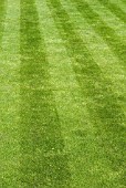 STRIPED MOWN LAWN