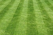 STRIPED MOWN LAWN