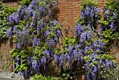 WISTERIA BLACK DRAGON YAE-KOKURYA AT RHS WISLEY