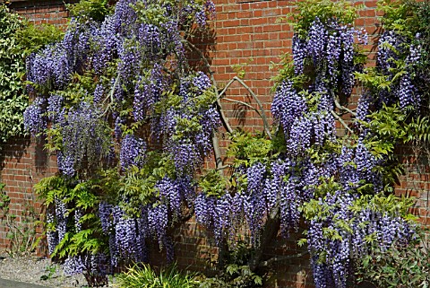 WISTERIA_BLACK_DRAGON_YAEKOKURYA_AT_RHS_WISLEY