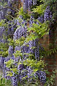 WISTERIA BLACK DRAGON YAE-KOKURYA,   WISTERIA FLORIBUNDA VIOLACEA PLENA