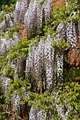 WISTERIA FLORIBUNDA KUCHIBENI