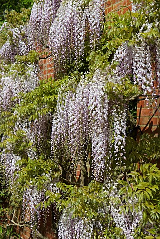 WISTERIA_FLORIBUNDA_KUCHIBENI