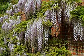 WISTERIA FLORIBUNDA KUCHIBENI