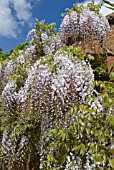 WISTERIA FLORIBUNDA KUCHIBENI