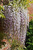 WISTERIA FLORIBUNDA KUCHIBENI