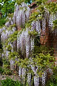 WISTERIA FLORIBUNDA KUCHIBENI