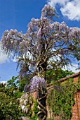 WISTERIA FLORIBUNDA DOMINO GROWING UP WOODEN PILLAR RHS  WISLEY