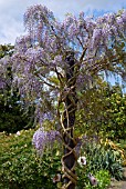 WISTERIA FLORIBUNDA DOMINO GROWING UP WOODEN PILLAR RHS WISLEY