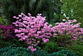 RHODODENDRON PRINOPHYLLUM MARIE HOFFMAN AT RHS GARDEN WISLEY