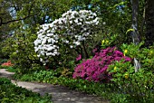 RHODODENDRON LODERI PINK DIAMOND WITH RHODODENDRON AMONEUM AND PAEONIA DELAVIYI AT THE WOODLAND WALK RHS GARDEN WISLEY