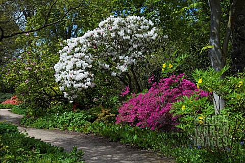 RHODODENDRON_LODERI_PINK_DIAMOND_WITH_RHODODENDRON_AMONEUM_AND_PAEONIA_DELAVIYI_AT_THE_WOODLAND_WALK