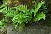 ATHYRIUM FILIX-FEMINA LADY FERN