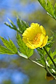 PAEONIA DELAVAYI VAR LUTEA TREE PEONY