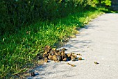 HORSE MANURE ON ROADSIDE