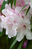 RHODODENDRON HALOPEANUM