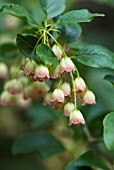 ENKIANTHUS CAMPANULATUS