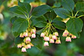 ENKIANTHUS CAMPANULATUS