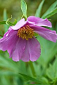 PAEONIA VEITCHII VAR WOODWARDII