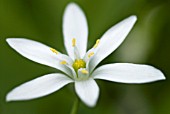 ORNITHOGALUM UMBELLATUM STAR OF BETHLEHEM