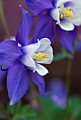 AQUILEGIA SPRING MAGIC BLUE AND WHITE