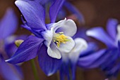 AQUILEGIA SPRING MAGIC BLUE AND WHITE